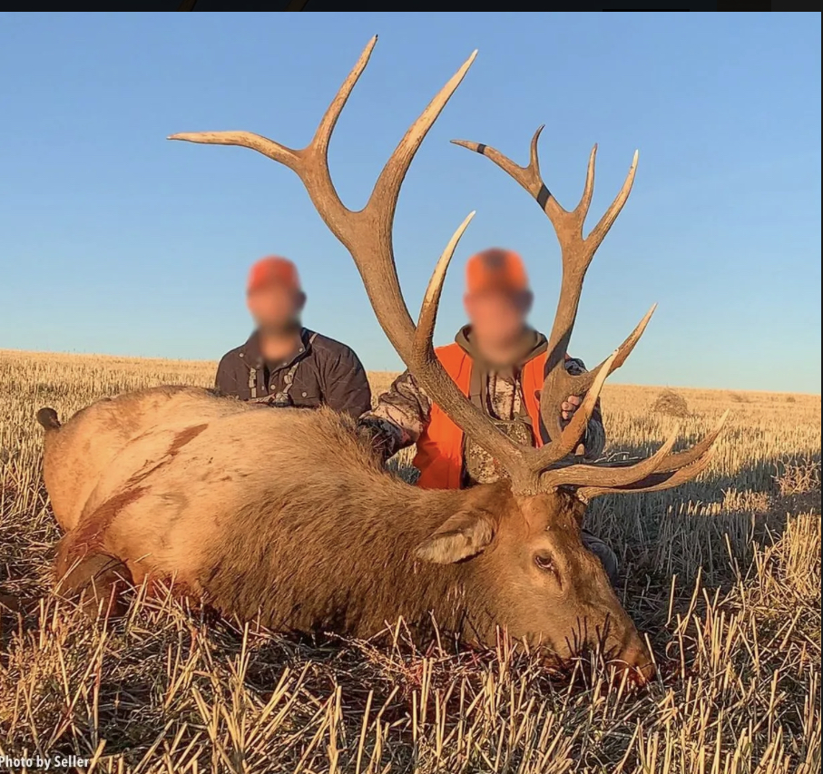 Mature mule deer